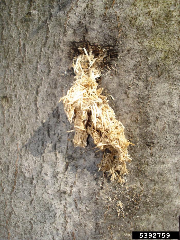 Asian Longhorned Beetle Vermont Invasives